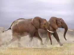 Der Grund ist unfassbar grausam: Mysteriöses Elefantensterben in Kenia