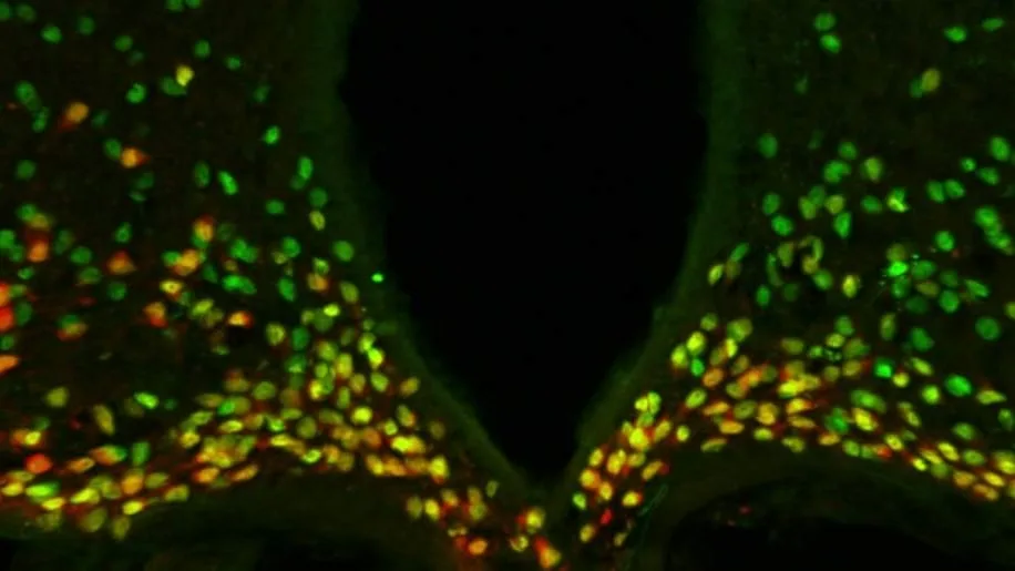 Cómo funciona el gen “maestro” que influye en la respuesta al estrés y en el metabolismo
