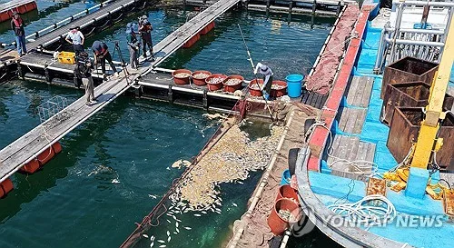 경남 남해안 고수온 피해 증가…양식어류 378만마리 폐사