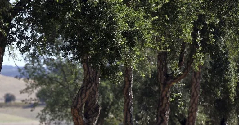 Covilhã: Quercus denuncia abate de 1.400 sobreiros
