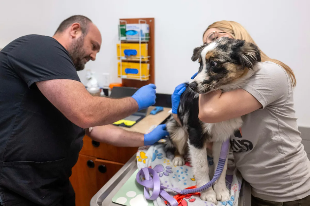The company behind Skittles might be to blame for your big vet bills