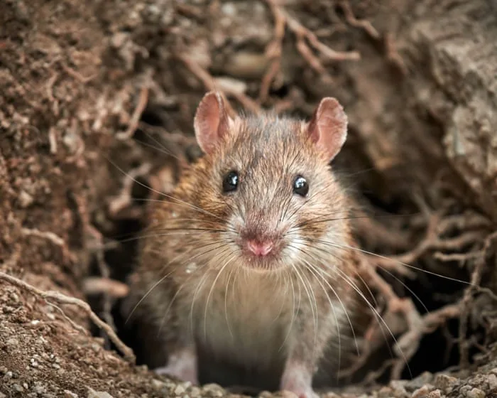 ‘Not any old vermin’: rats numbers are on the rise thanks to global heating – and poison may not be the answer