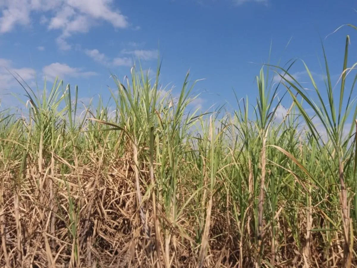 Produção agrícola do RN supera R$ 3,92 bilhões em 2025, aponta IBGE