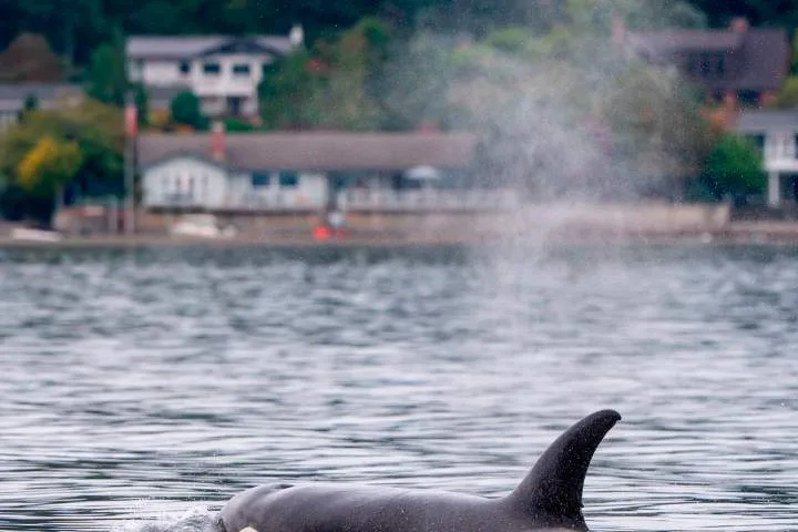 ‘Shocking’ video captures orcas close to shore in Washington State