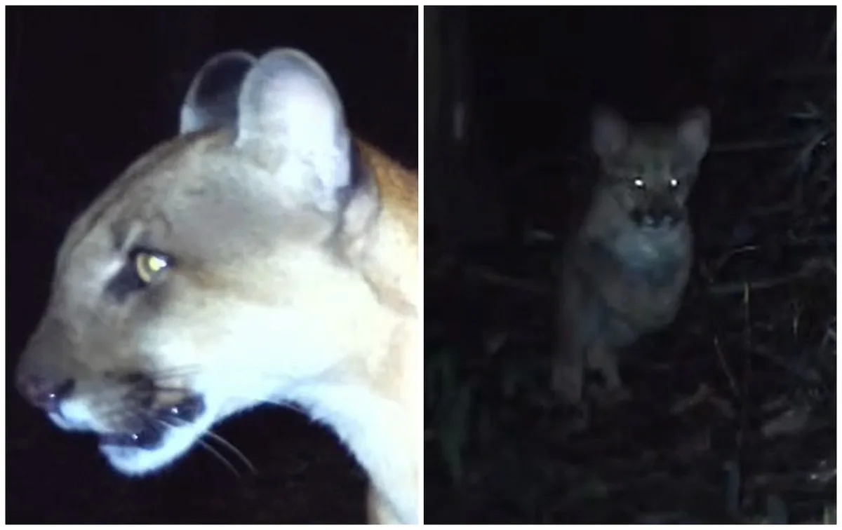 VÍDEO: onça-parda monitorada há 4 anos é flagrada com dois filhotes em área de mata no interior de SP
