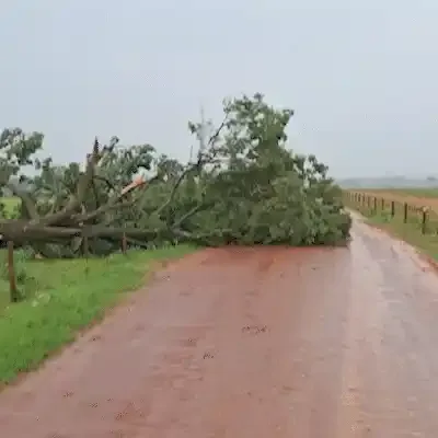 Árvores caídas durante temporais bloqueiam estradas no interior de MS