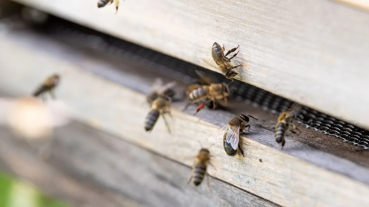 Tiere: Heißer Sommer für Honigbienen „Katastrophe“