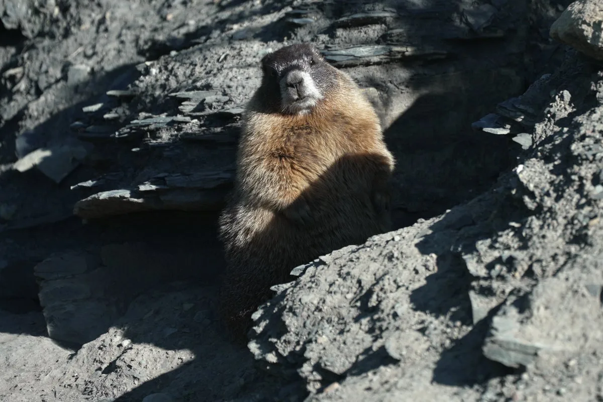 Scientists turn to OnlyFans and ‘Fat Marmot Week’ to fund research after federal cuts
