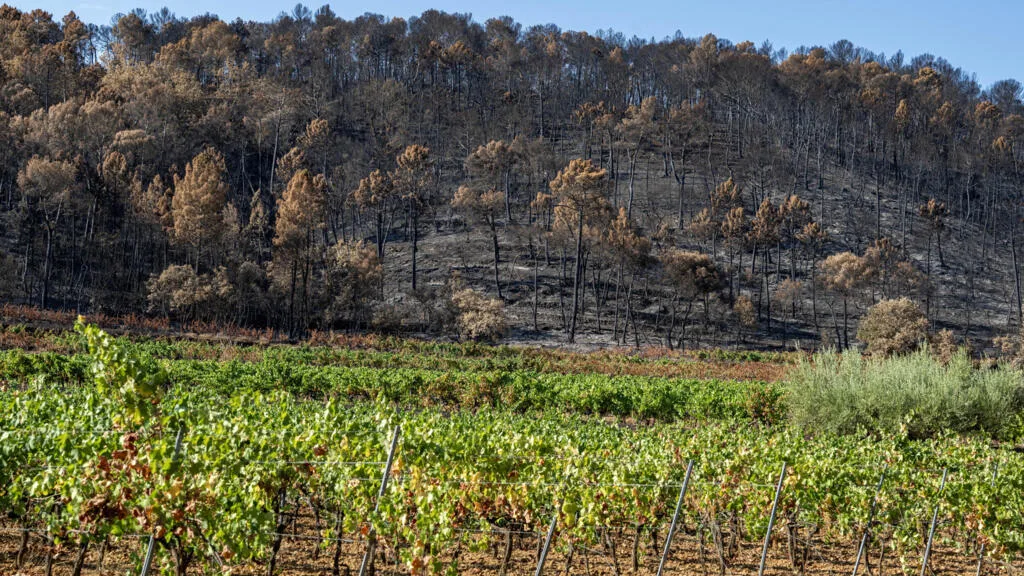 Frutas encolhem e verduras somem das prateleiras: França vive impacto das ondas de calor na agricultura