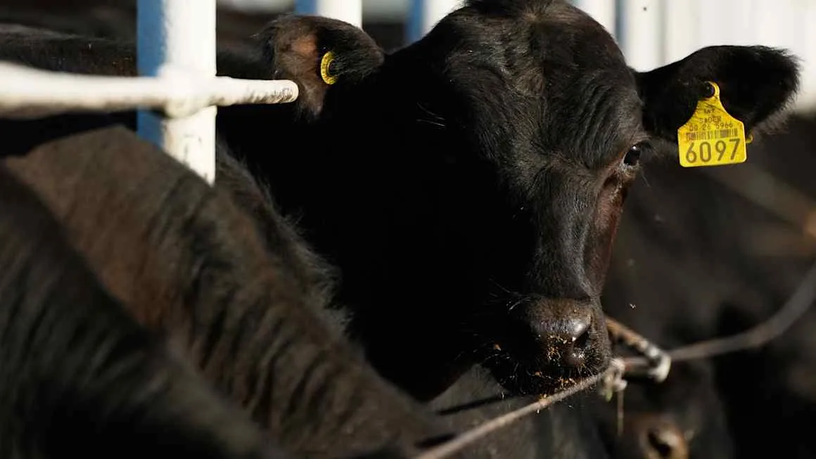 US ranchers lash out at Trump’s gambit to cut beef prices