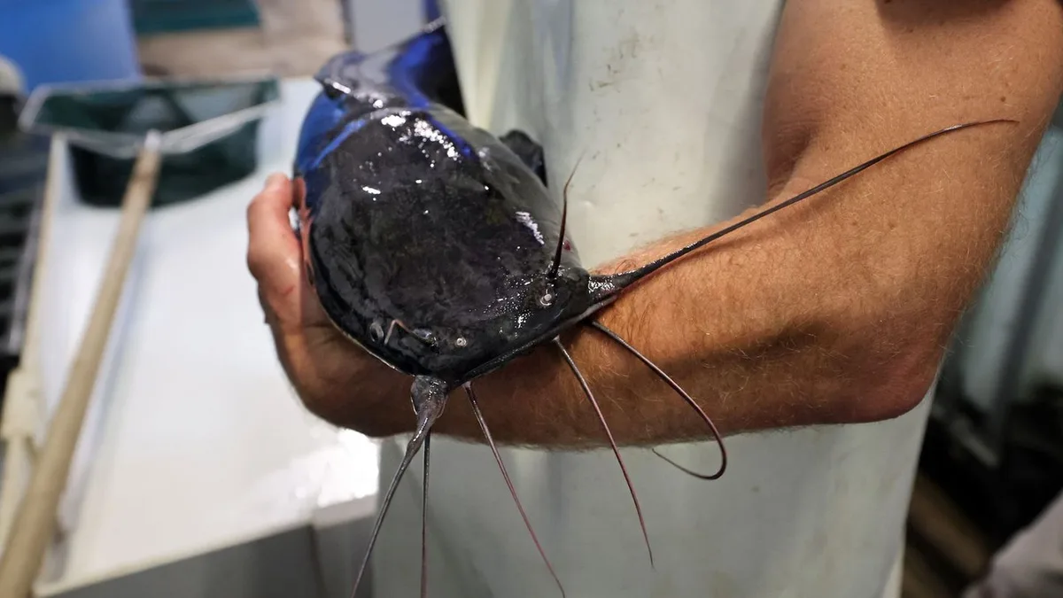 Über 500 Tonnen: Mehr Speisefisch in Aquakulturen in MV gezüchtet