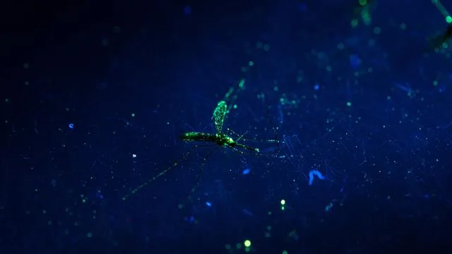 Malaria: Wie weit kann eine Mücke bitte fliegen?