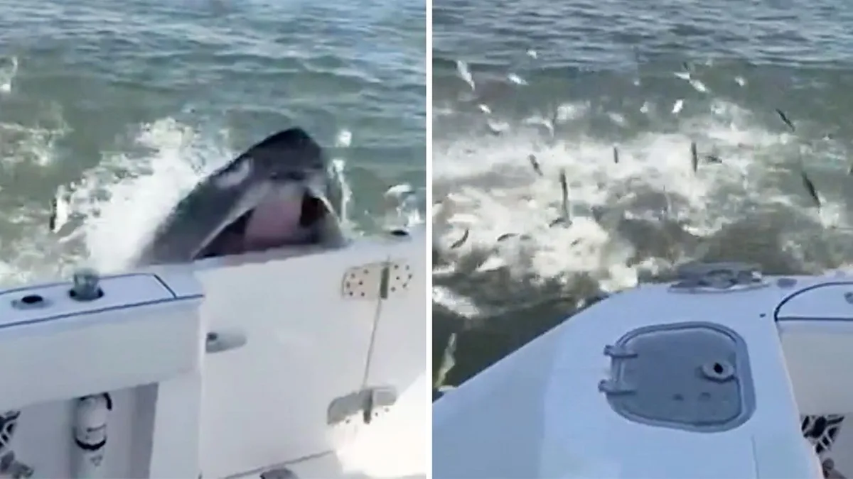 Kollision im Video: Buckelwal kracht in Fischerboot – und reißt Seitentür auf