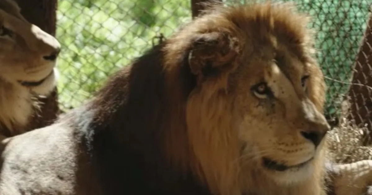 «Lágrimas de alegría»: liberaron felinos del exzoológico de Luján en santuarios de Sudáfrica y Estados Unidos