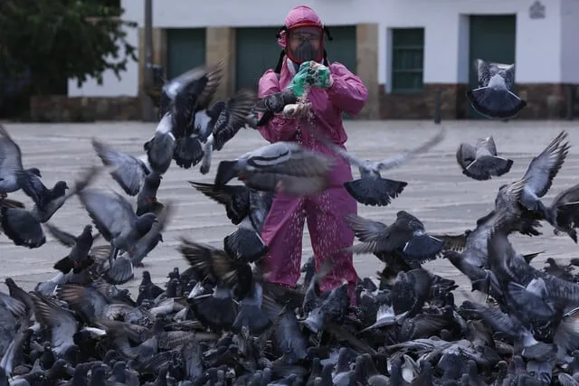 Hallan más de 50 palomas muertas en Bosa, sur de Bogotá: autoridades investigan el caso y crece la alarma por un posible riesgo en la zona