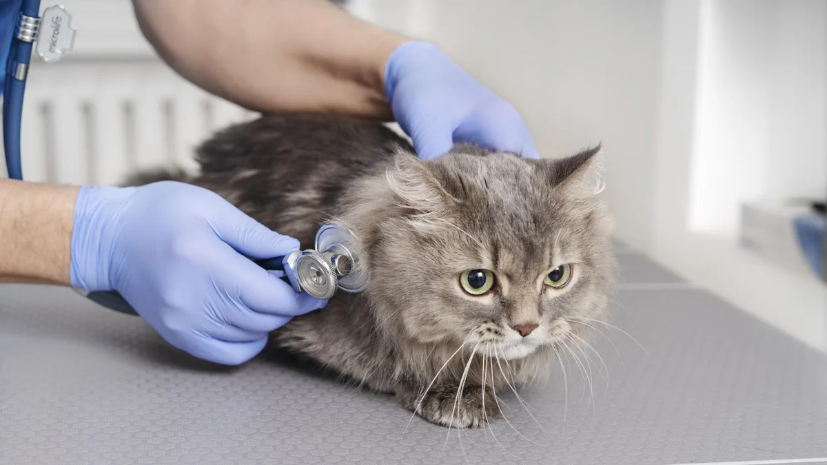 Manuel Manzano, veterinario: “Hay un tipo de pipeta que es tremendamente nociva para los gatos. Pueden entrar en coma”