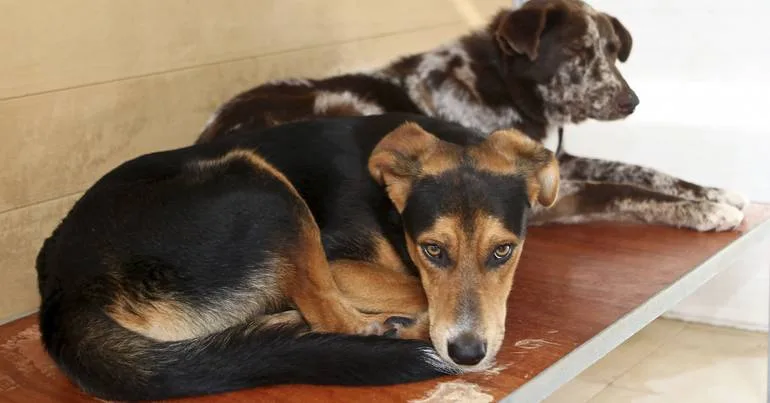 GNR resgatou 13 animais em situação de maus tratos