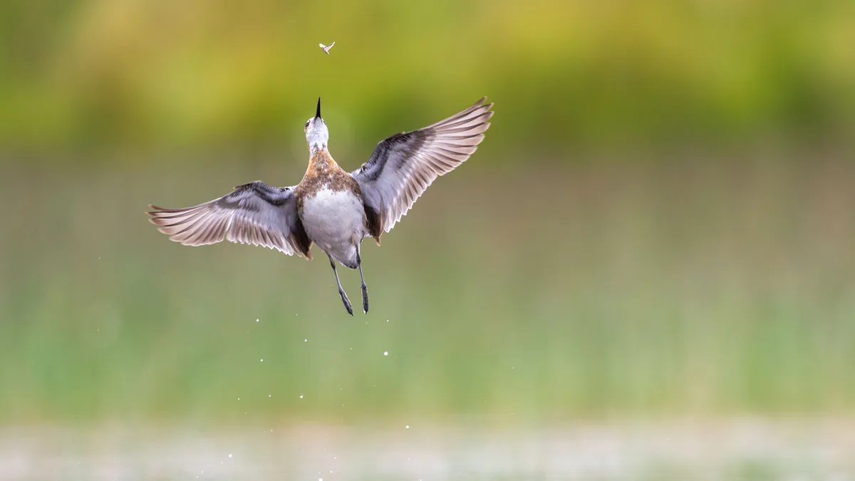Winners of the Bird Photographer of the Year 2026