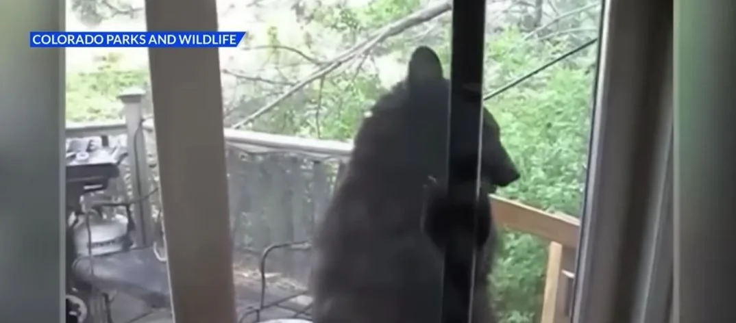 Urso entra em casa de mulher nos EUA e come frango frito; vídeo