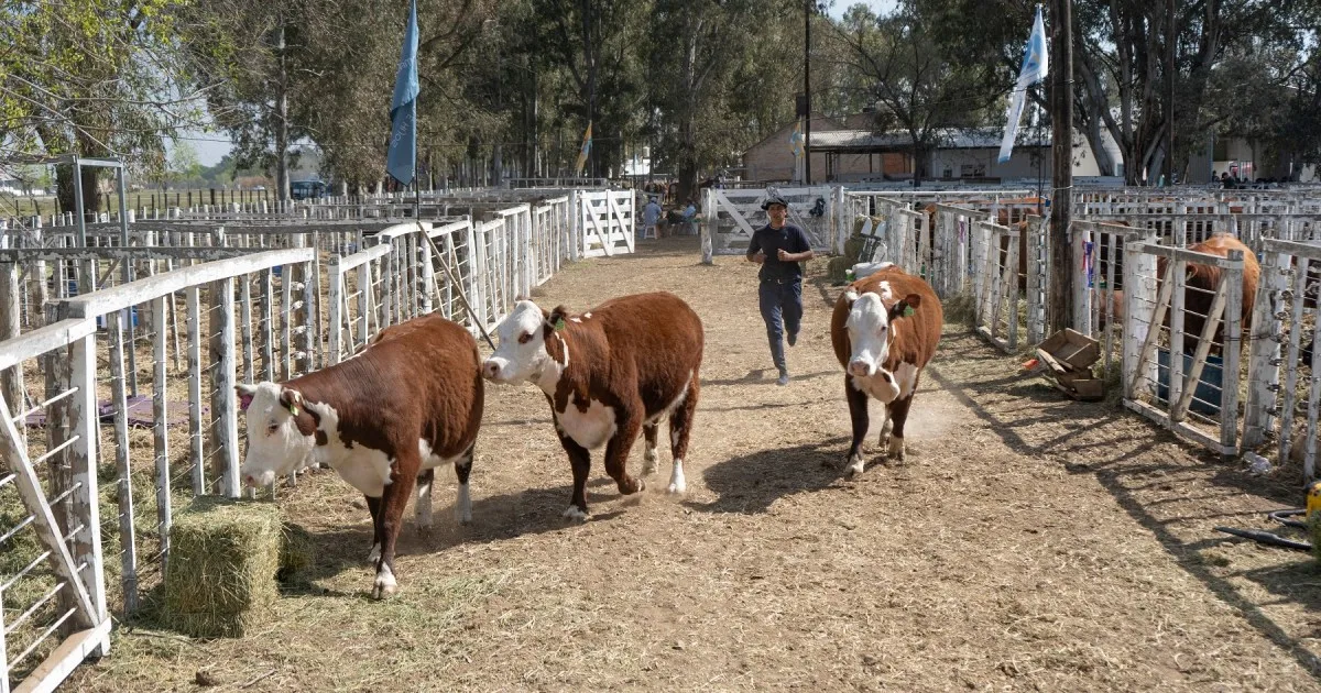 Hereford, una raza que crece en la Patagonia y pisa fuerte en General Conesa