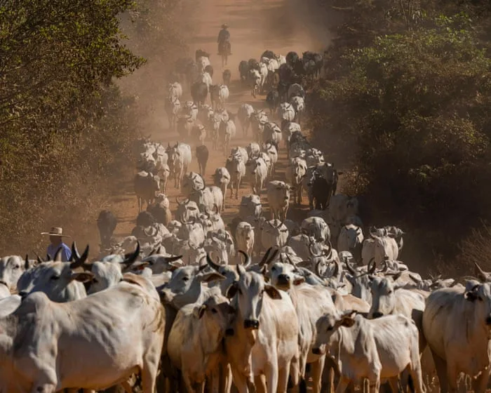 UK urged to ban imports of Brazilian meat over health concerns