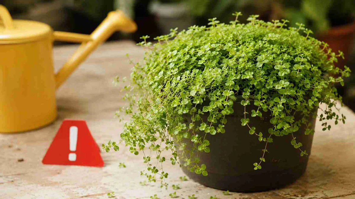 Lágrima-de-Bebê: estes 5 erros começam a aparecer na textura e terminam apagando o verde delicado da planta