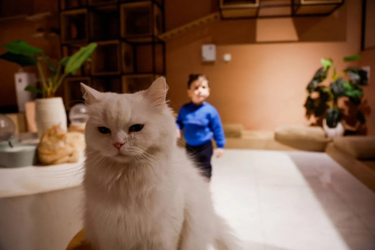 Japan to survey animal cafes over hygiene and welfare concerns