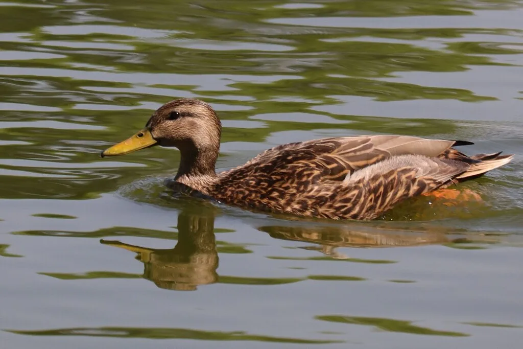 El pato mexicano está amenazado y se parece demasiado a otro pato. La UNAM acaba de secuenciar su genoma para entenderlo mejor