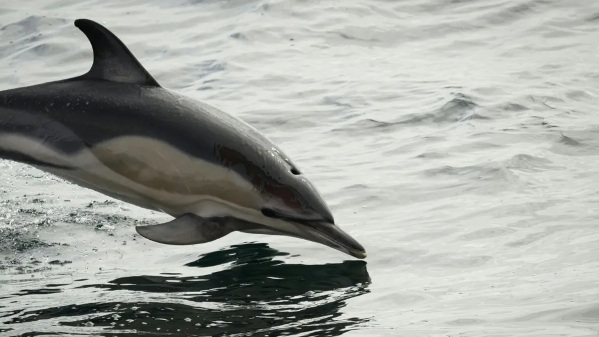 Tod nach Umsiedlung: Nach Verlegung aus Freizeitpark: Delfin in Spanien verendet