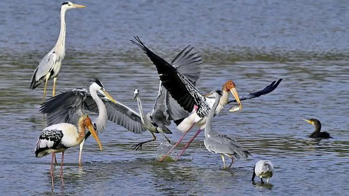 Bengaluru lake lights stay on till 9 p.m., driving birds away
