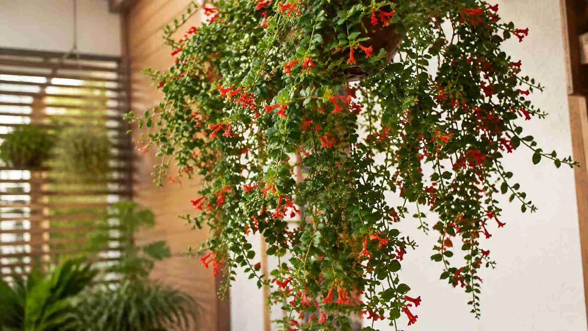 Columéia havaiana: 5 detalhes que ajudam a formar uma planta mais pendente, cheia e coberta de flores