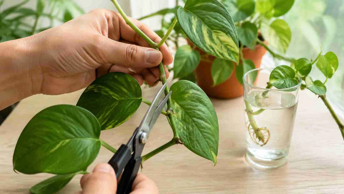 Fazendo mudas de jiboia: qual o corte mais eficiente e como aumentar as chances de a nova muda criar raízes
