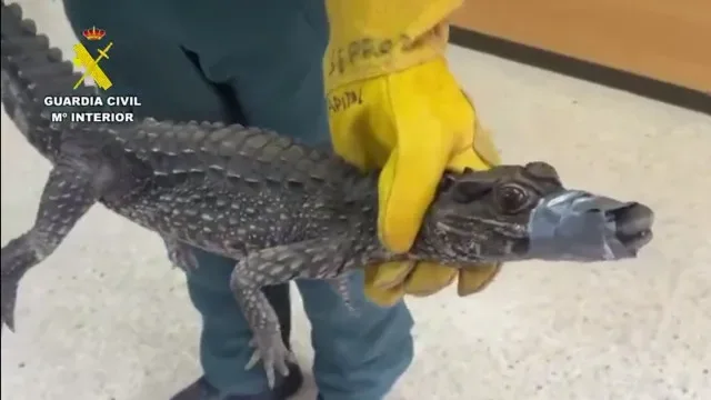 Jacaré encontrado debaixo de carro nas Canárias. Polícia procura dono