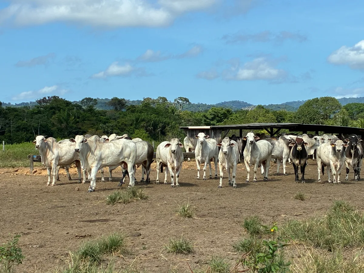 Pecuaristas adotam estratégia com ração no pasto para evitar perda de peso do gado na seca em Roraima