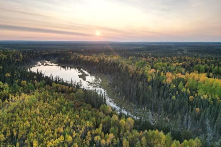 Swath of Ontario boreal forest larger than Toronto to be protected from development