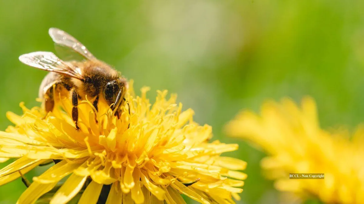 Why August can be a hungry month for honeybees despite summer
