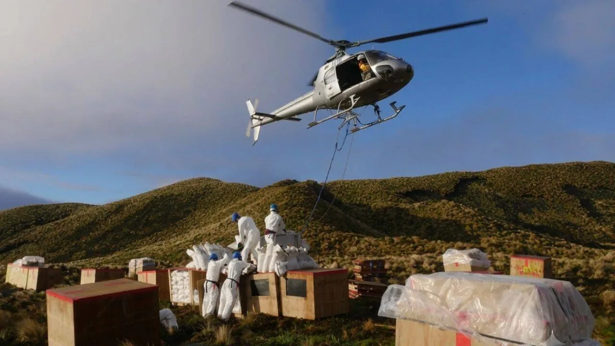 New Zealand wiped out 200,000 mice on Antipodes Island, boosting native birds
