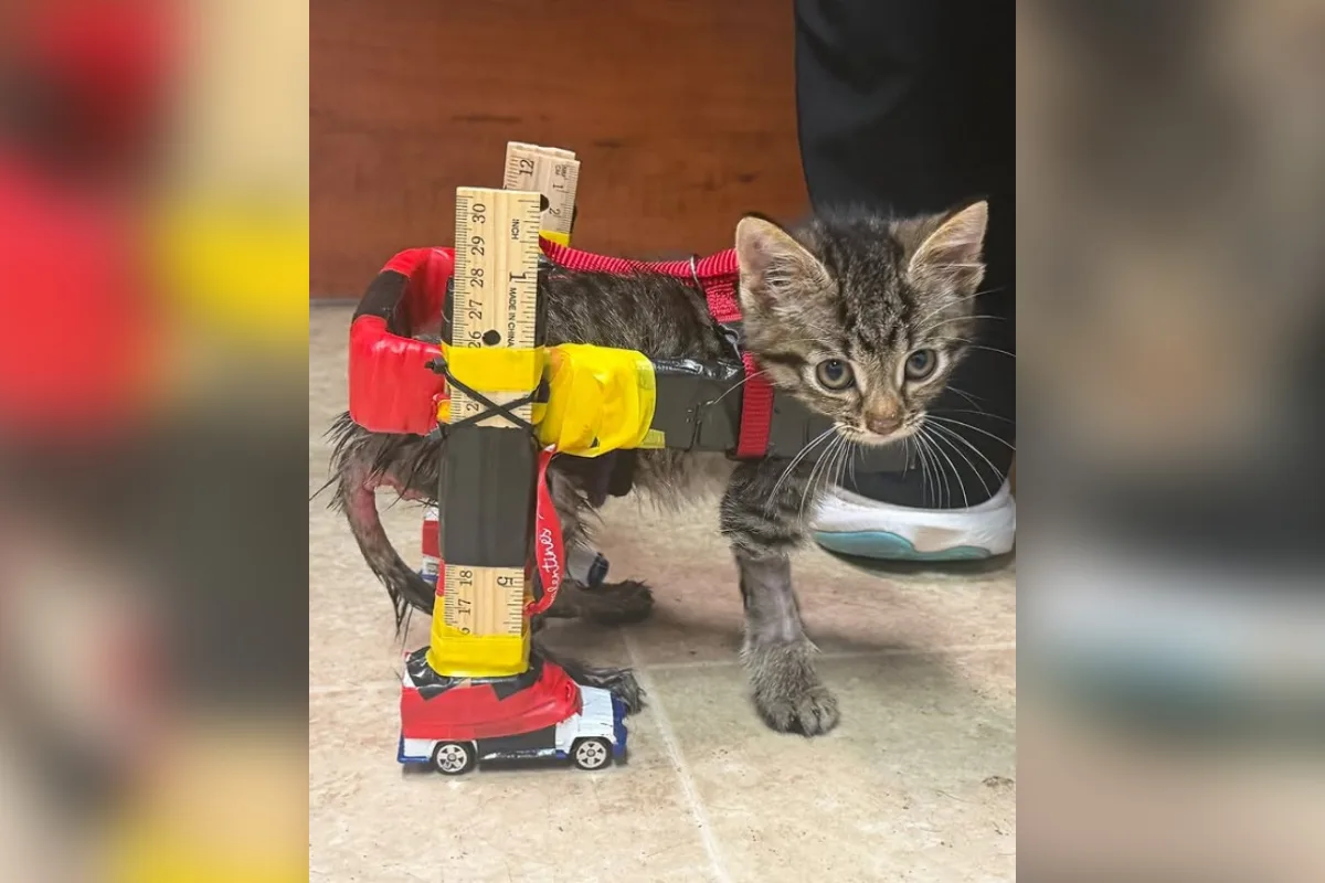 Veterinária cria cadeira de rodas com carrinhos de brinquedo para gato