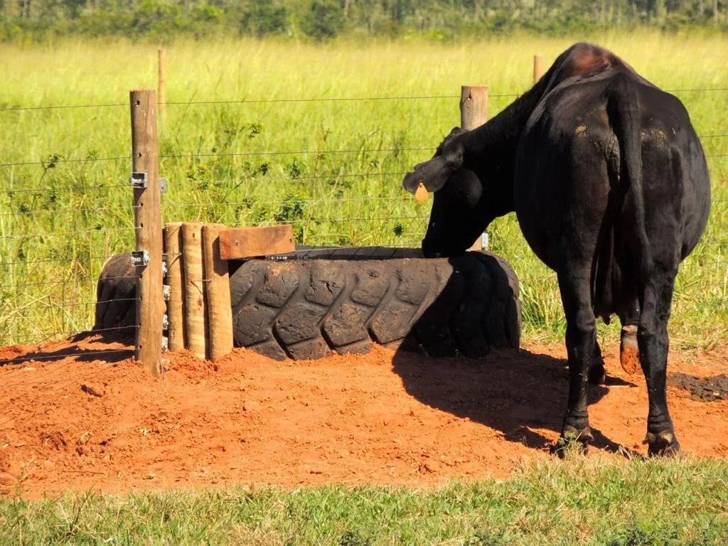 Bebedouro sujo pode reduzir o ganho de peso do gado? Especialista responde