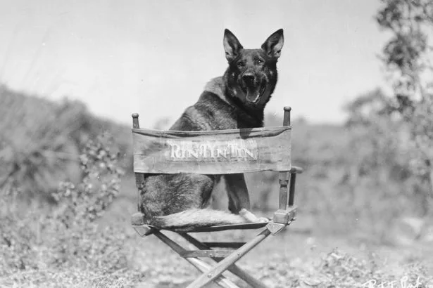 Extraordinary story of hero animals who helped to win the First World War