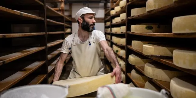Sécheresse : le gouvernement assouplit temporairement les règles AOP pour l’abondance, le beaufort et le comté