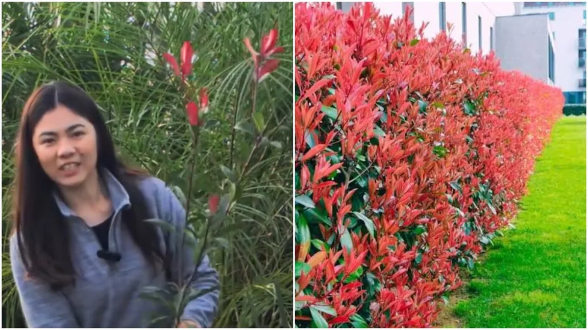Las 10 plantas más confiables para el jardín que no fallan, según recomiendan en un vivero de cuatro generaciones