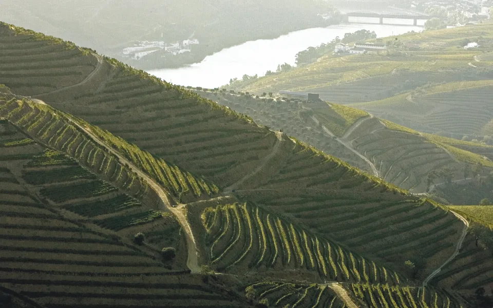Apoio de 12 milhões de euros para viticultores do Douro que não apanharam as uvas recebe 425 candidaturas