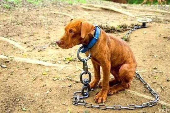 El maltrato a los animales debe ser denunciado