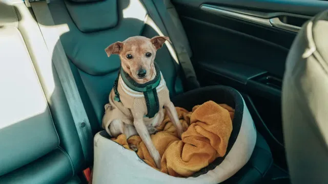 Deixar animal no carro? "Pode ter consequências graves". O que diz a GNR