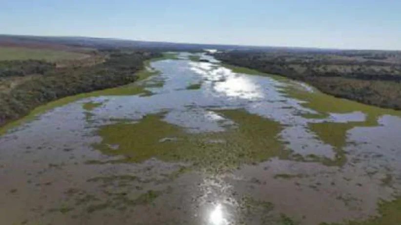 Falhas em fábrica de celulose e esgoto não tratado "sufocam" o Rio Pardo