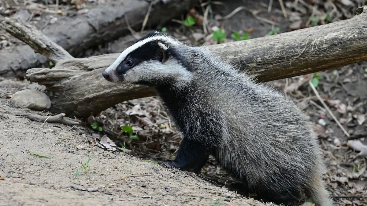 Tierischer Täter: Polizei sucht Störer der Totenruhe - und findet Dachs