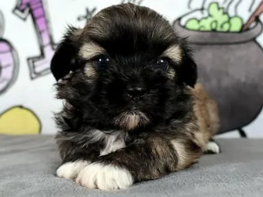 WATCH: Pet cloning boom: Why some owners are paying big to bring pets back