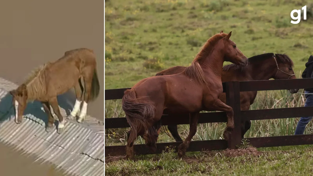 'Hora Extra': conheça égua que pode gerar primeiro filhote de Cavalo Caramelo, símbolo da enchente no RS