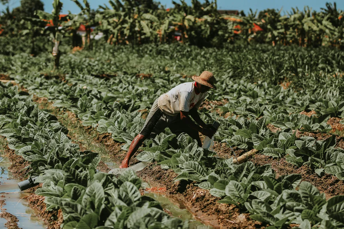Crise no campo: pedidos de recuperação judicial saltam entre produtores rurais